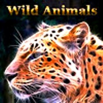 Wild Animals