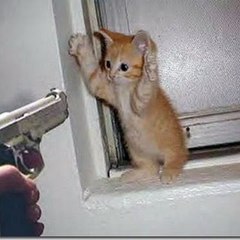 Funny Videos