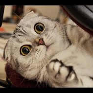 Best Compilation Videos