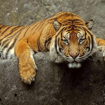 Animal Documentary Channel