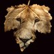 From The Nature