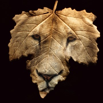 From The Nature
