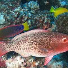 Scuba Diving Hawaii