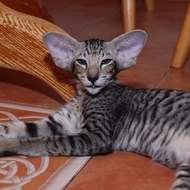 уХоХотАТЬСя)