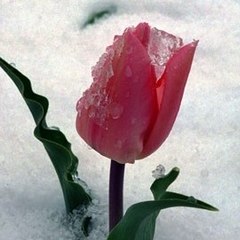 We Love Garden