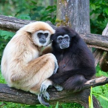 Animals Word