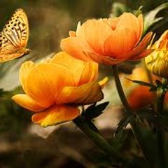 surajrathore8978