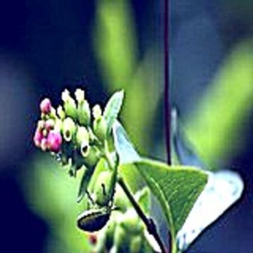 Himuvib