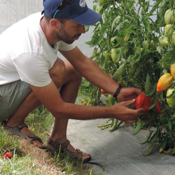 Ferme des pommes d'amour