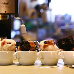 Hamsterccino