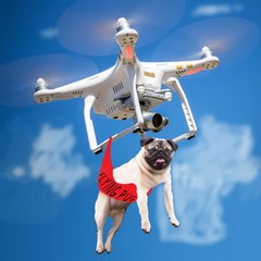 Flying pug