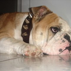 olivier