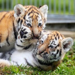 Animal Friends