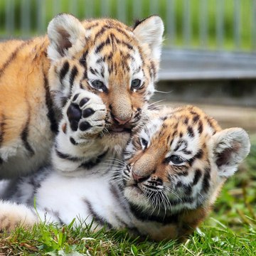 Animal Friends