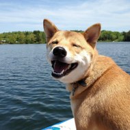 La colección de videos divertidos