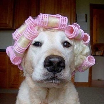 Coleção de vídeos engraçados