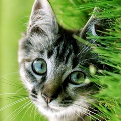 liveofcats