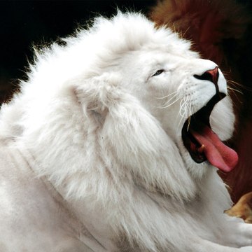 Amazing Wildlife