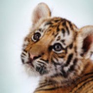 Евгений Скляров