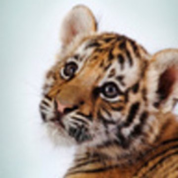 Евгений Скляров