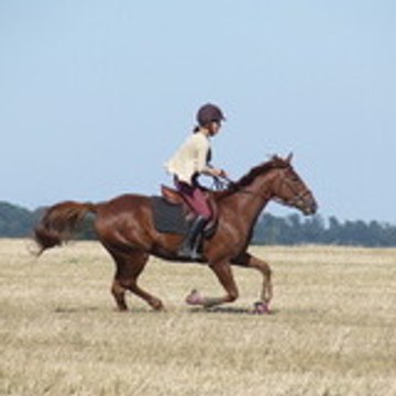 aureliel