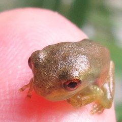 Backyard Animals and Nature