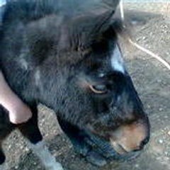 kisam3