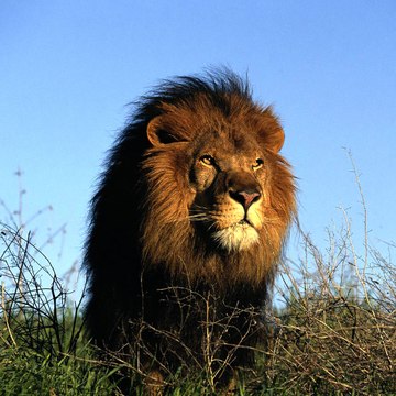 Animals Documentaries