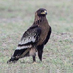 Greater Spotted Eagle