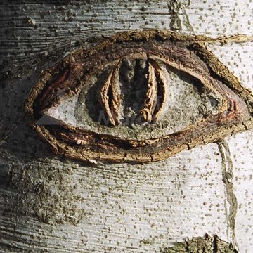 Virgil Aiud