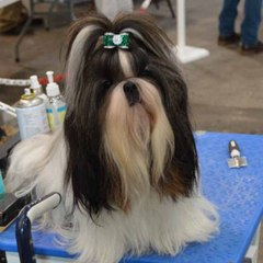 Hannabelle shih tzu