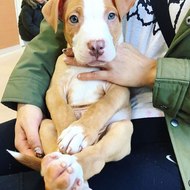 Pitbulls&rottweilers.com