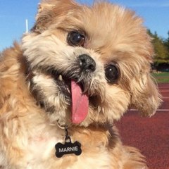 Animals Compilation 2015