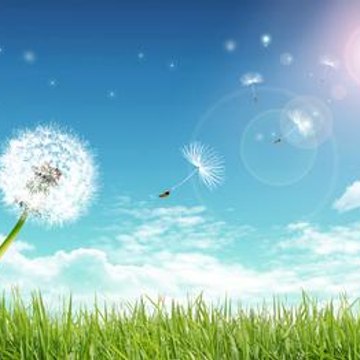 Sunnydays
