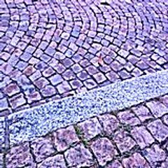 Stephenieantione 6496