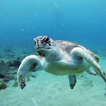 Diving in Tenerife