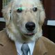 Dailymotion Pets