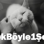Yokboyle1sey