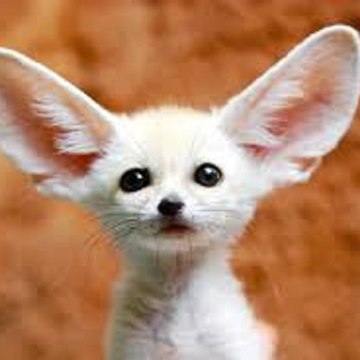 Animal World