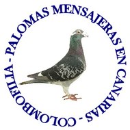 Palomas mensajeras en Canarias