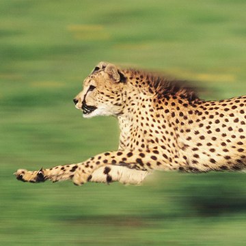 Animal Documentary
