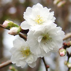 fuyuzakura