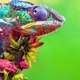 animal WORLD
