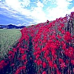 Buhapo