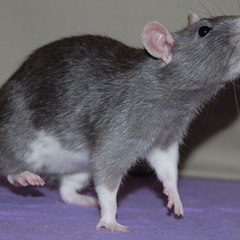 Abagail Bryan