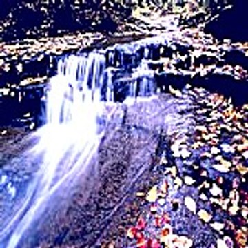 Rosaennmurchie34