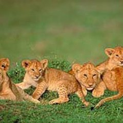 lion babies