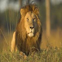 Wild Animal