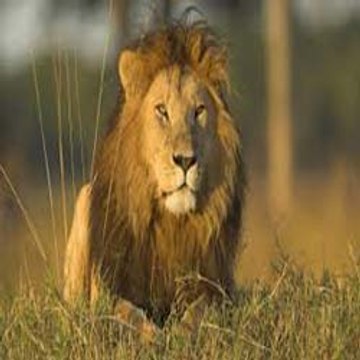 Wild Animal