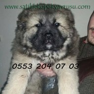 Satılık Köpek Yavrusu